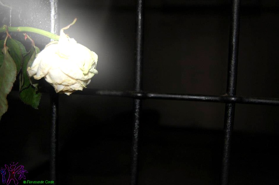 Sachsenhausen, Campo di Concentramento