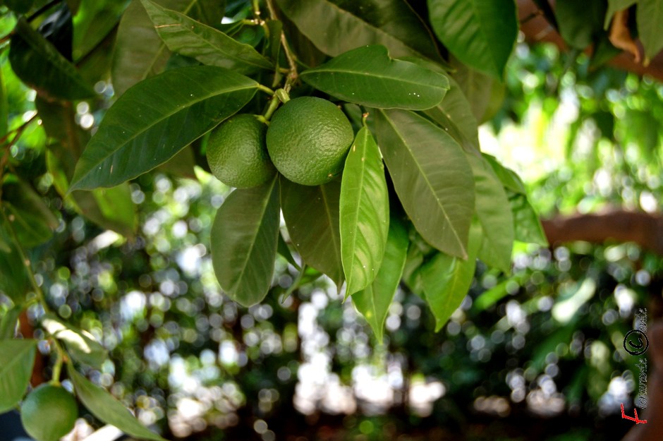 Piccole Arance crescono